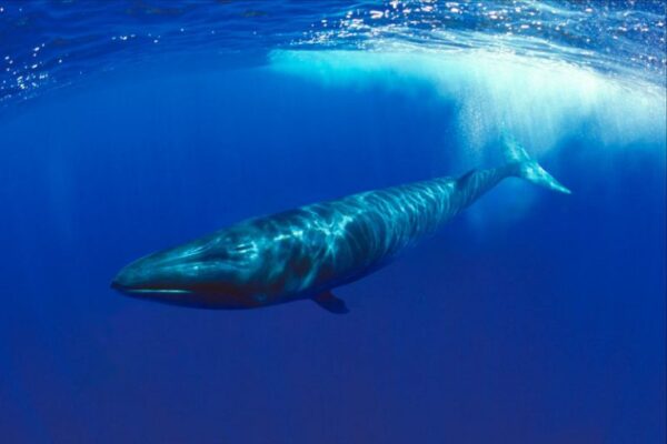 Dolphin Watching - Image 4