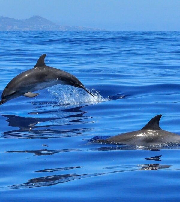 Tenerife - Image 7