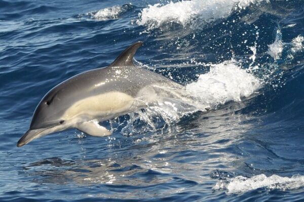 Dolphin Watching in Fuerteventura - Image 3