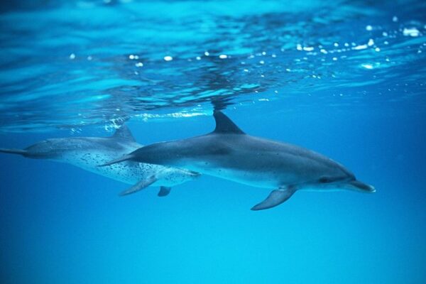 Gran Canaria, Tenerife , Lanzarote, dolphin watching, Catamaran, snorkeling, sailing, things to do, Maspalomas, puerto Mogán, puerto rico, glass bottom boat