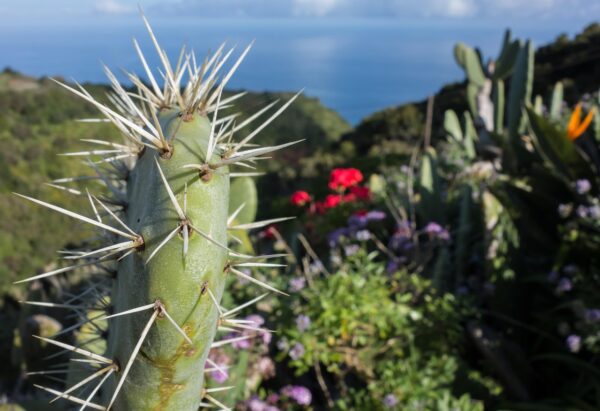 La Palma