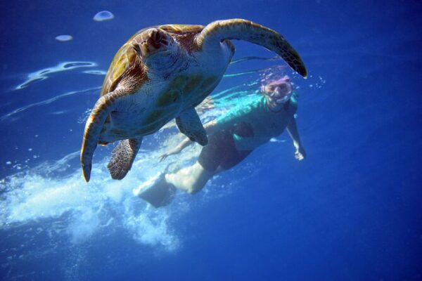 Dolphin Watching - Image 2