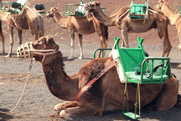dromedary, caravan, desert ship, camels, beasts of burden, mounts, saddle, muzzle, lanzarote, lanzarote, lanzarote, lanzarote, lanzarote, lanzarote